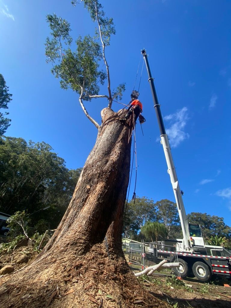 Tree Trimmer Aloft, Secured by Ropes, Removing a Large Tree Section — MNC Trees in Bonny Hills, NSW