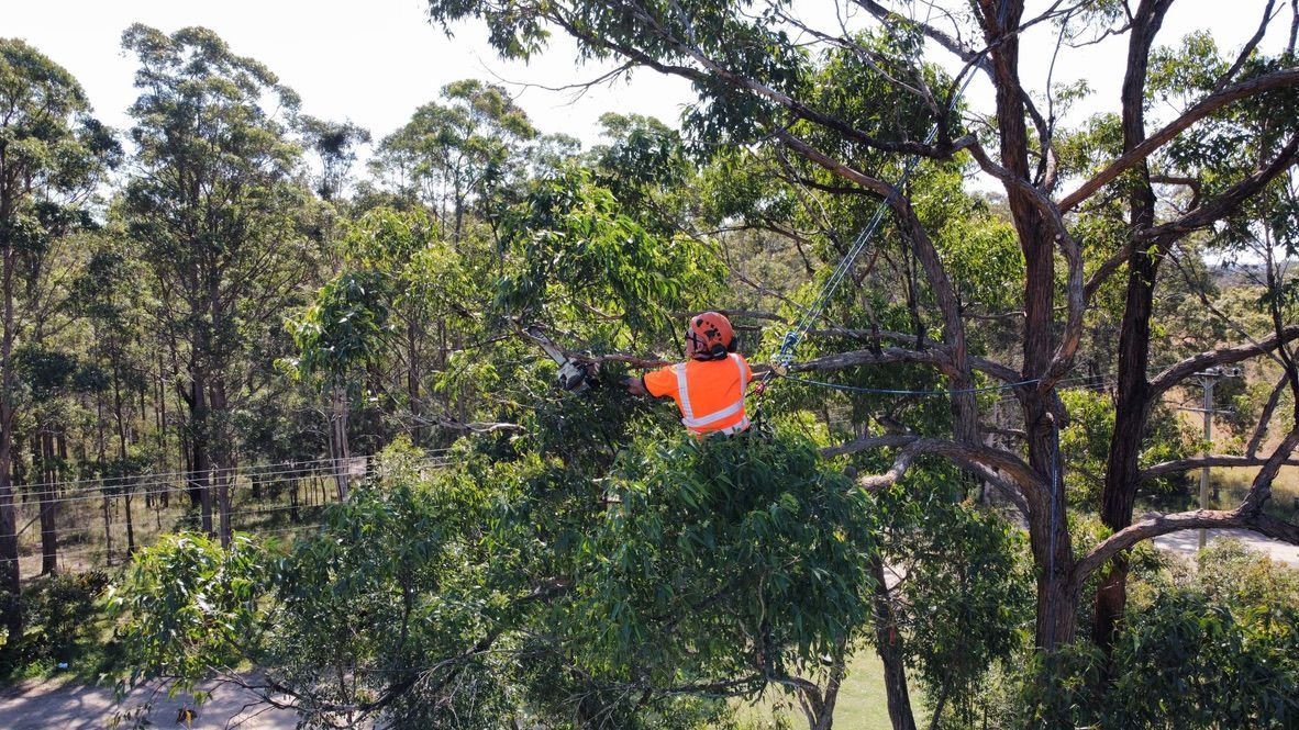 A Man cutting down A Tree — MNC Trees in Port Macquarie, NSW