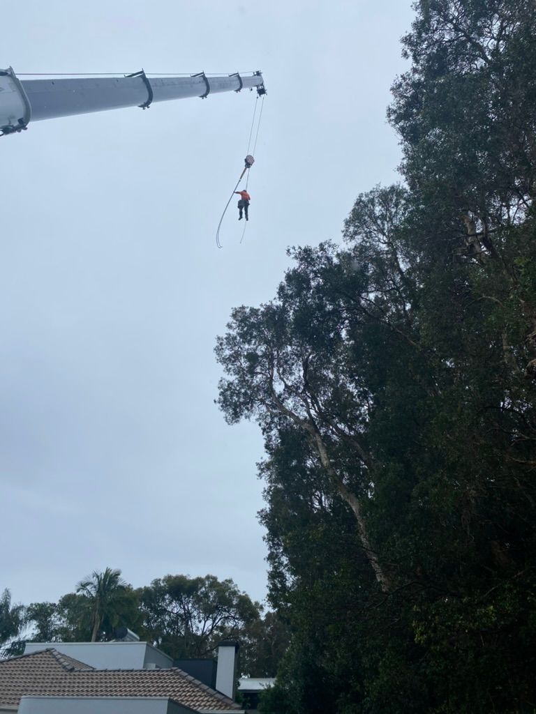 A person suspended by a crane trimming a tall tree on an overcast day. — MNC Trees in Port Macquarie, NSW