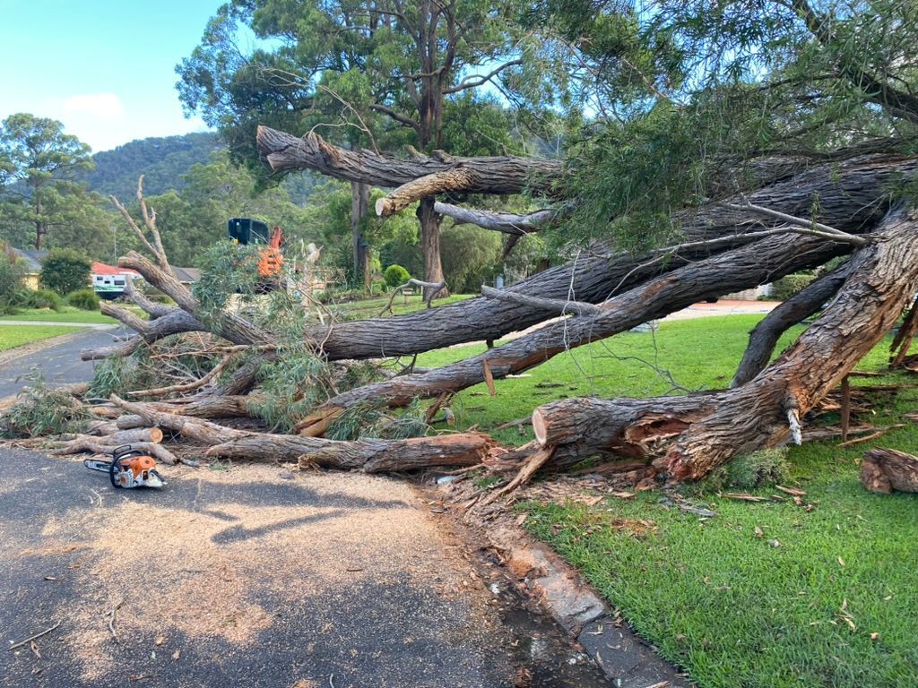 Arborists are Cutting Down Trees to clear space  — MNC Trees in Port Macquarie, NSW