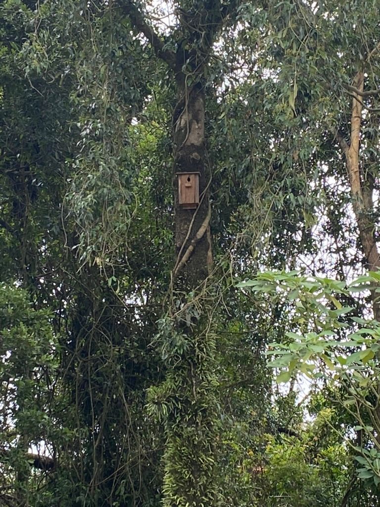 Habitat creation in trees — MNC Trees in Port Macquarie, NSW