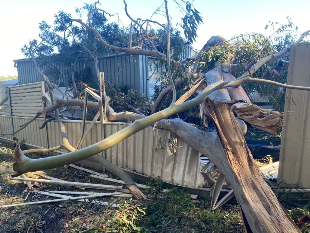 A Palm Tree Is Fallen in Front of A House — MNC Trees in Port Macquarie, NSW