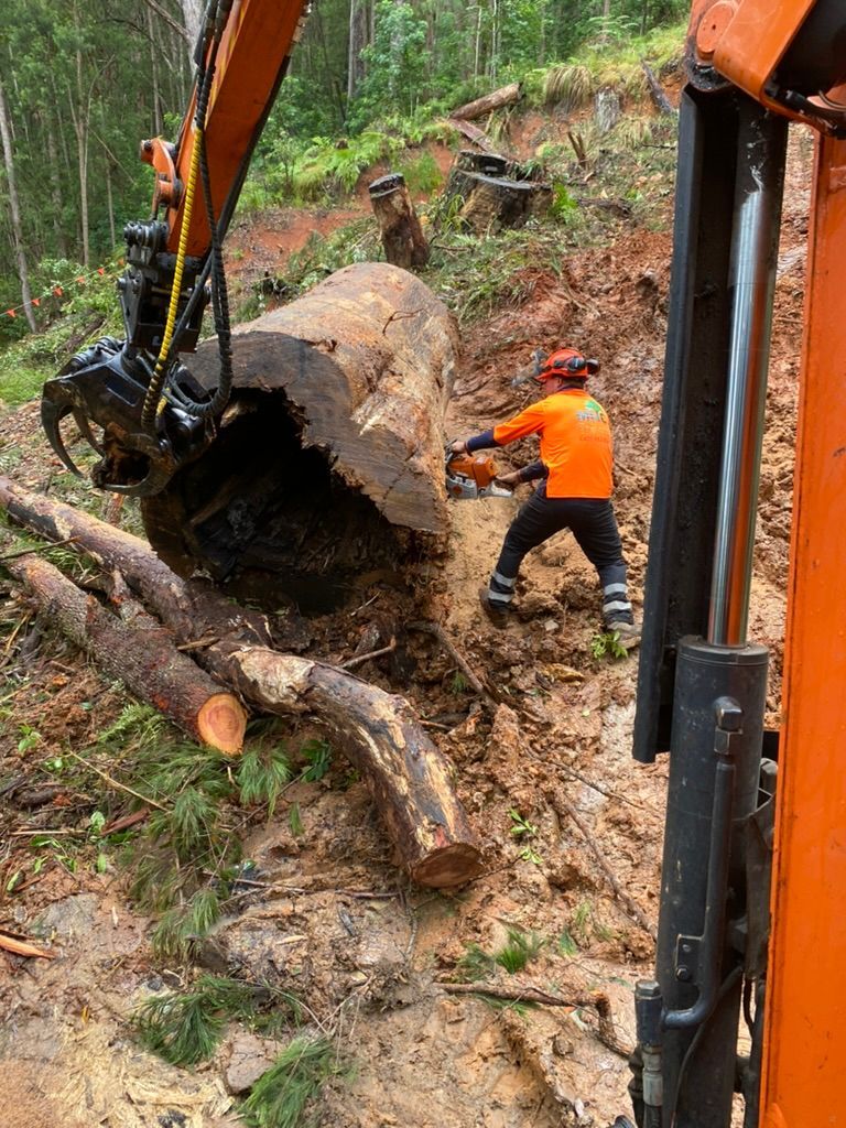 A Logger Using a Chainsaw on A Large Log in A Forest — MNC Trees in Wauchope, NSW