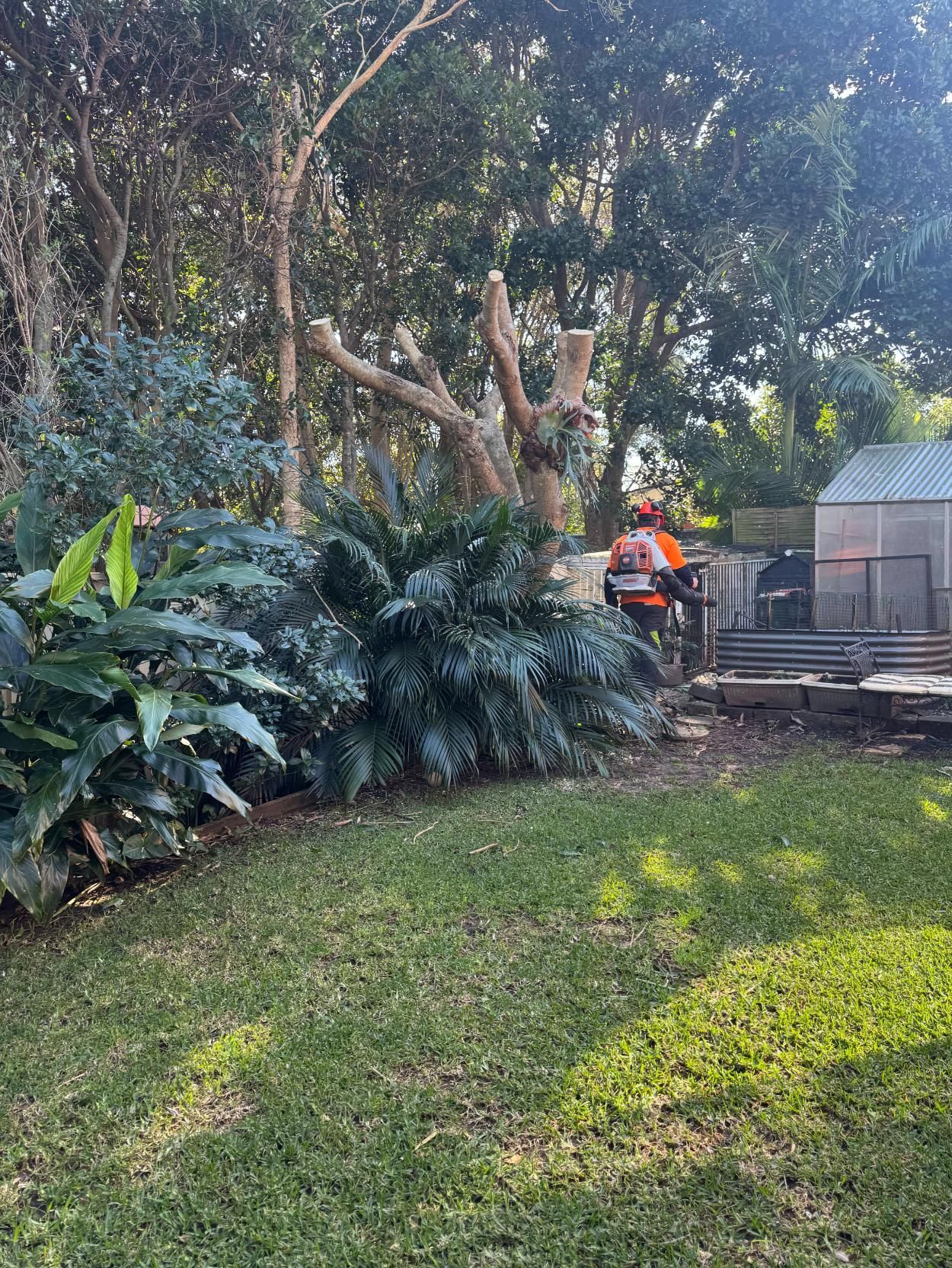 Lawn With a Tree Being Trimmed by a Person in Safety Gear — MNC Trees in Wauchope, NSW