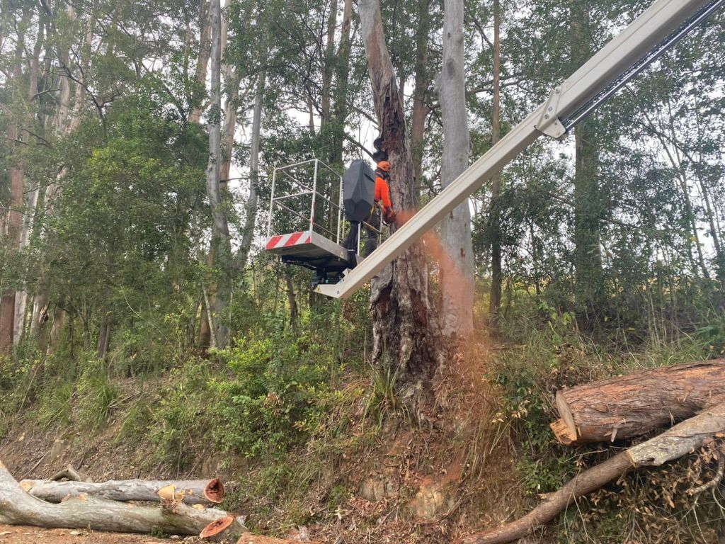 A Person Using a Chainsaw on A Tree from A Lift Platform in A Wooded Area — MNC Trees in Bonny Hills, NSW