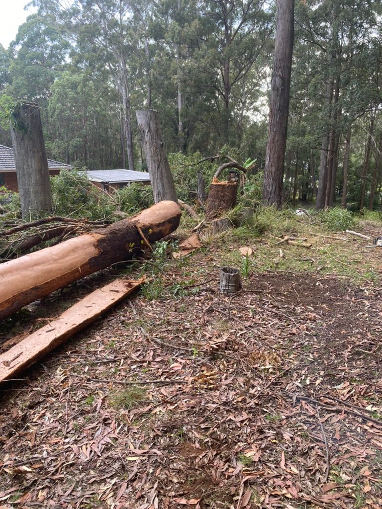 A Pile of Fallen Trees in The Middle of A Forest — MNC Trees in Port Macquarie, NSW