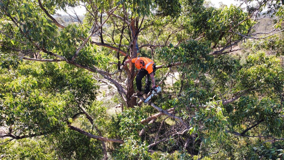 Arborist in orange vest, cutting branches with a chainsaw high in a leafy tree. — MNC Trees in Port Macquarie, NSW