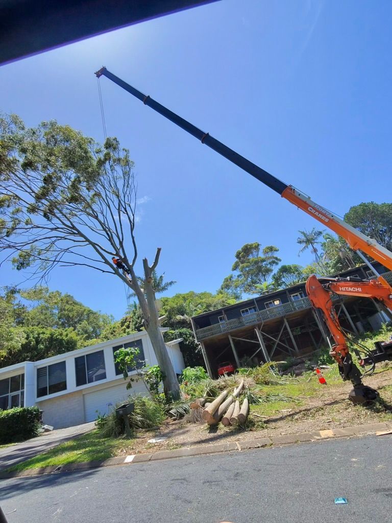A tree being trimmed by a crane near a house and an excavator on a sunny day. — MNC Trees in Port Macquarie, NSW