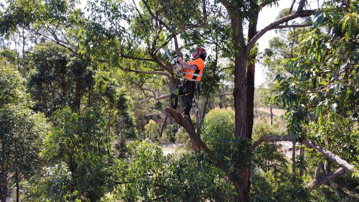 A Arborist in Orange Vest and Helmet Trimming a Tree — MNC Trees in Lake Cathie, NSW