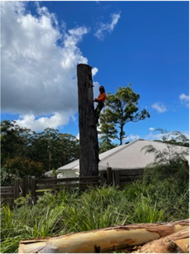 A Person in Safety Gear Climbs a Tall Tree Trunk — MNC Trees in Laurieton, NSW