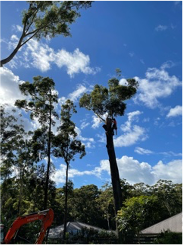 Arborist on A Tall, Cut Tree Trunk Under a Blue Sky, Removing Branches — MNC Trees in Bonny Hills, NSW
