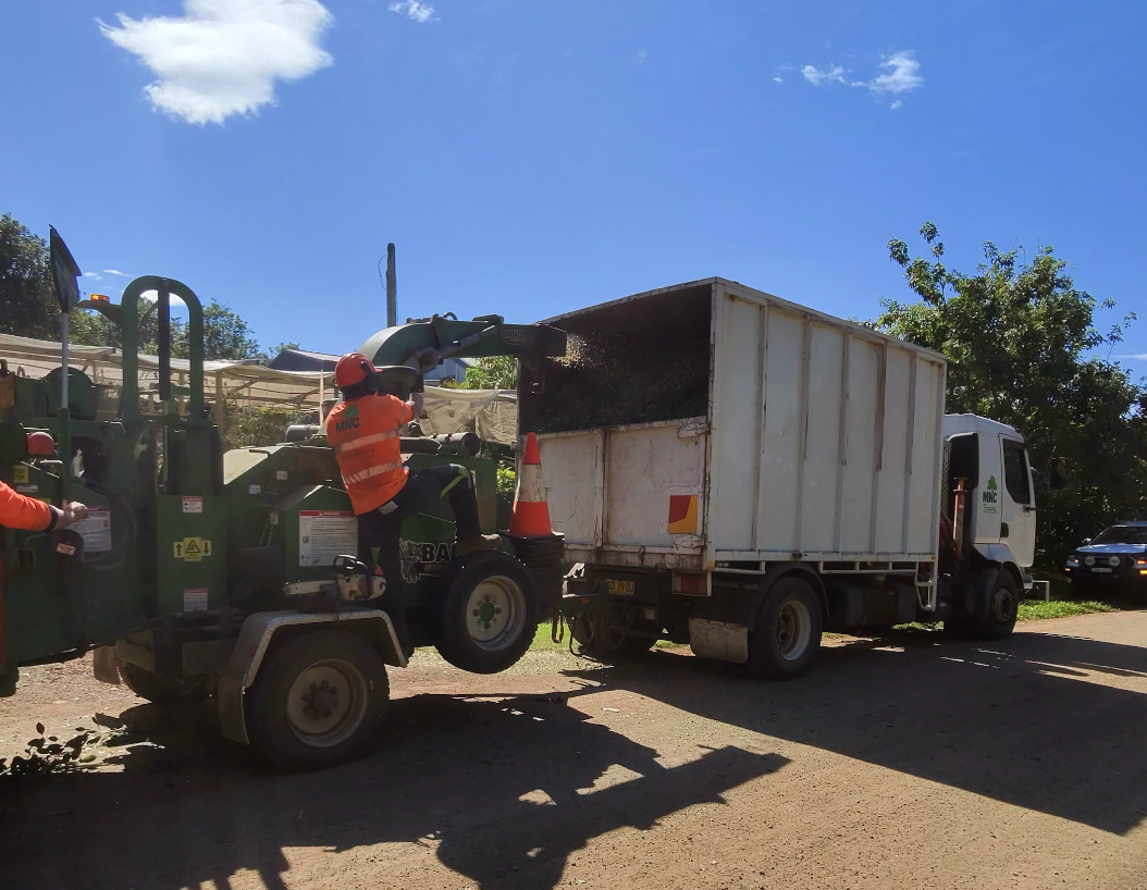 Workers use a wood chipper to load debris into a truck on a sunny day. — MNC Trees in Port Macquarie, NSW