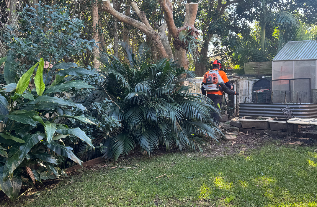 Man in orange vest trims bushes in a garden with a shed. — MNC Trees in Port Macquarie, NSW