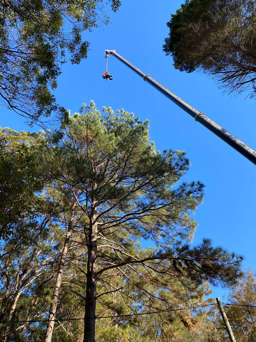 An Arborists is on a Elevated Platform — MNC Trees in Wauchope, NSW