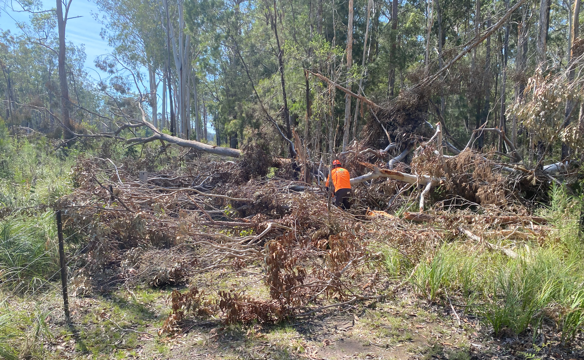 A person in an orange vest clears fallen trees in a sunny forest clearing. — MNC Trees in Wauchope, NSW