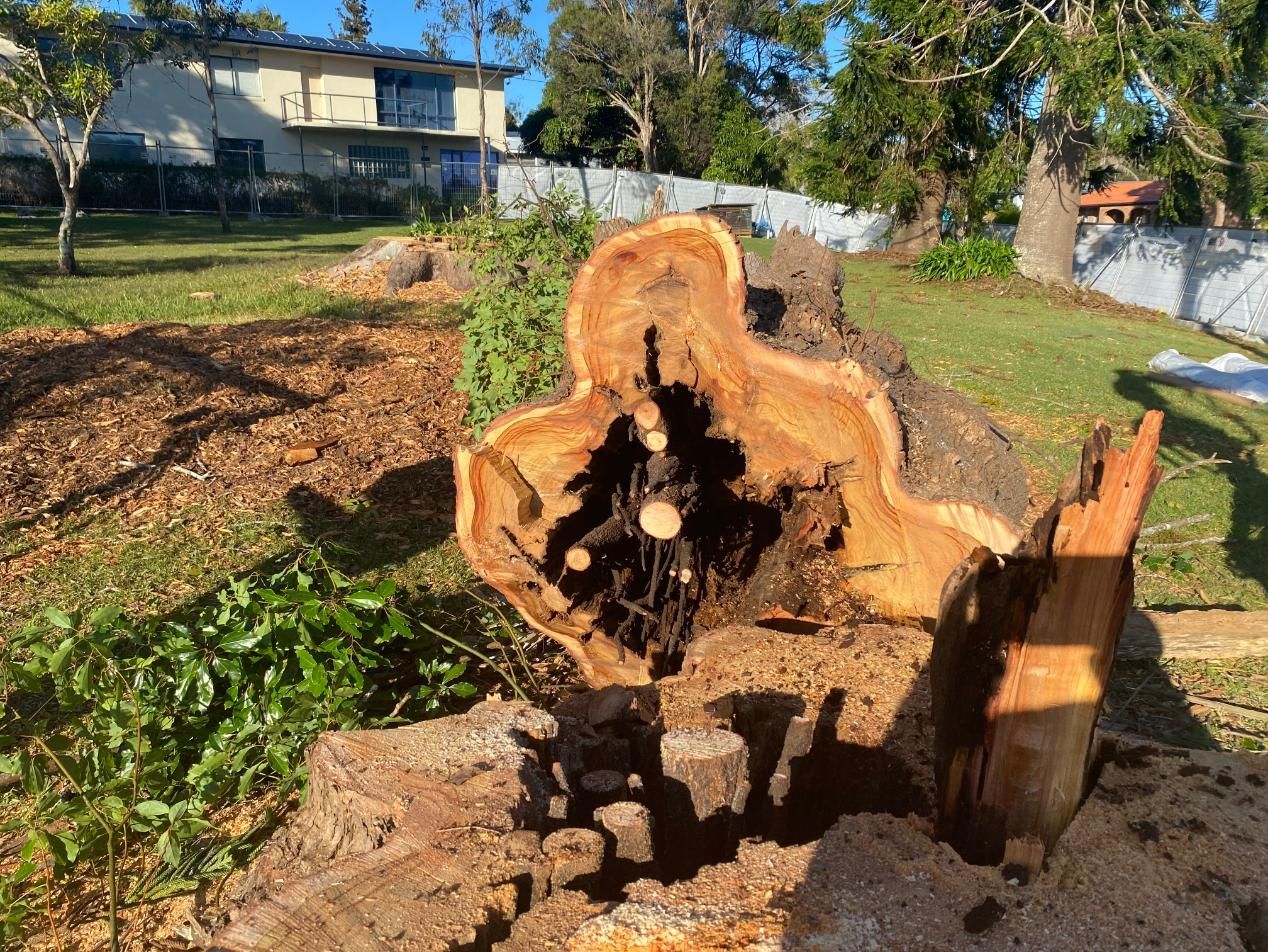 Cut Tree Trunk on A Grassy Lawn, Showing a Hollowed-Out Center — MNC Trees in Bonny Hills, NSW