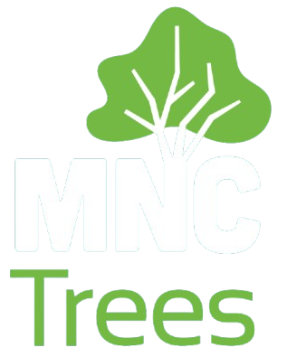 Arborist in Port Macquarie