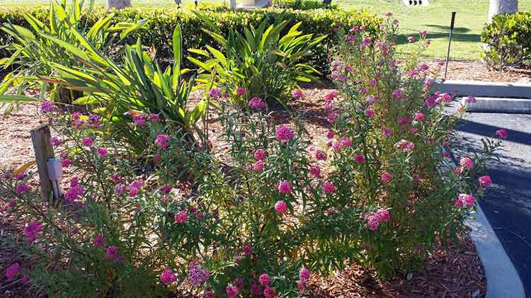 Pink Flowers — Fort Myers, FL — Island Coast Lawn & Landscaping, Inc.
