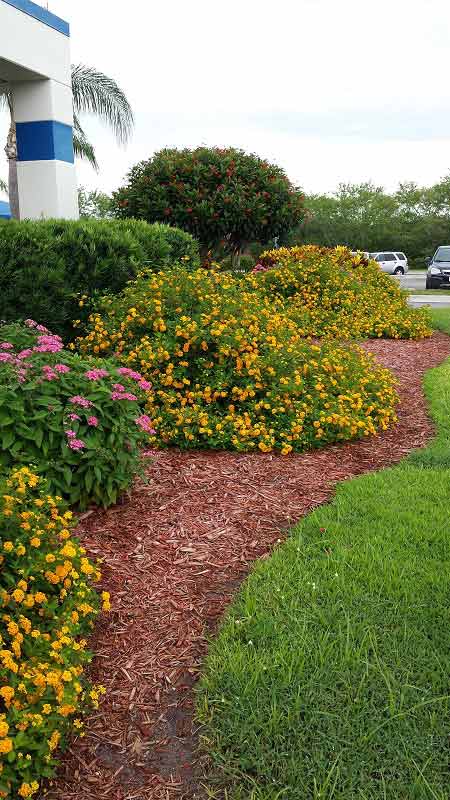 Beautiful Flowers — Fort Myers, FL — Island Coast Lawn & Landscaping, Inc.