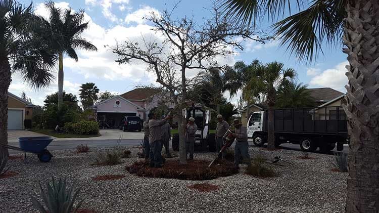 Tree Services — Fort Myers, FL — Island Coast Lawn & Landscaping, Inc.