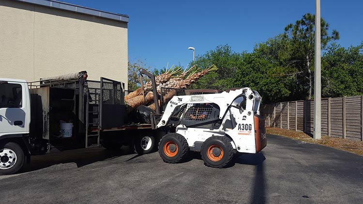 Transporting Tree for Planting — Fort Myers, FL — Island Coast Lawn & Landscaping, Inc.