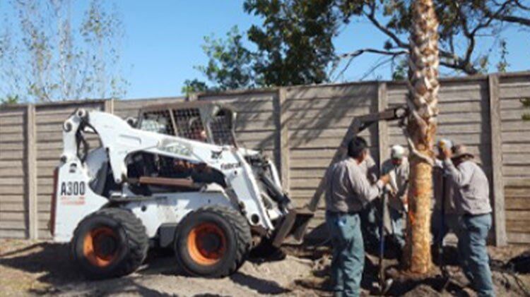 Worker on Tree Planting — Fort Myers, FL — Island Coast Lawn & Landscaping, Inc.
