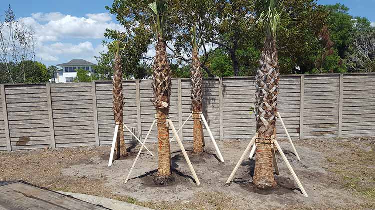 Four Planted Trees — Fort Myers, FL — Island Coast Lawn & Landscaping, Inc.
