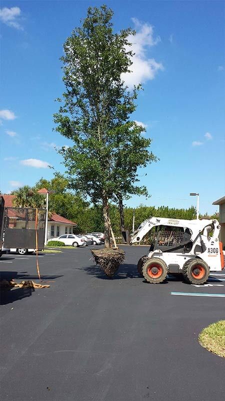 Tree Transferring Process — Fort Myers, FL — Island Coast Lawn & Landscaping, Inc.