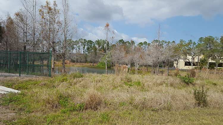 Grass for Landscape — Fort Myers, FL — Island Coast Lawn & Landscaping, Inc.