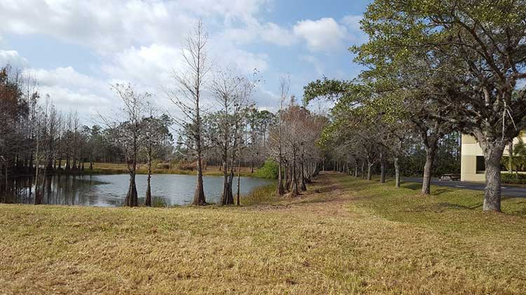 Forest Trees with Pond — Fort Myers, FL — Island Coast Lawn & Landscaping, Inc.