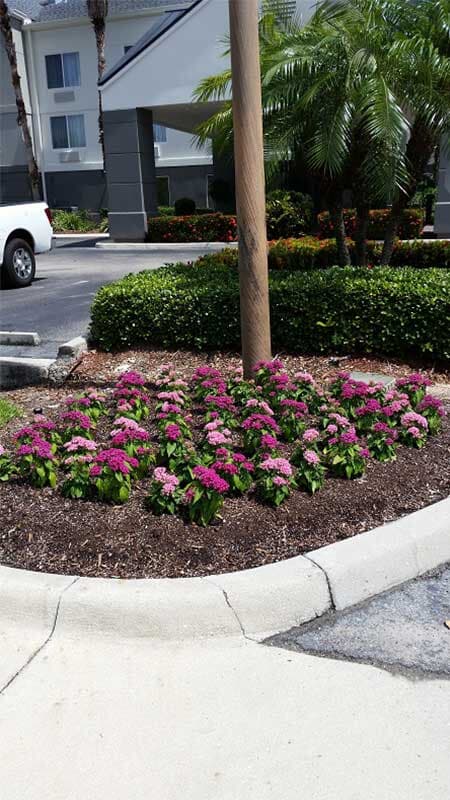 Flower Pot Landscaping — Fort Myers, FL — Island Coast Lawn & Landscaping, Inc.