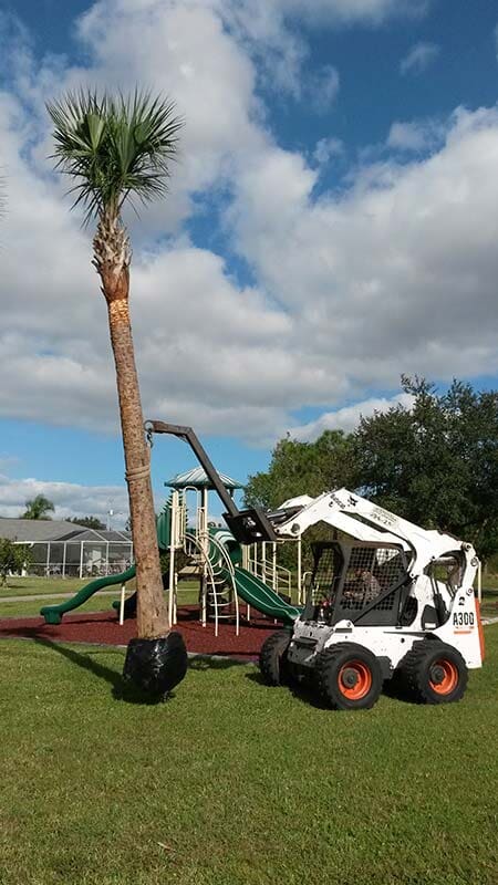 Tall Tree Landscaping — Fort Myers, FL — Island Coast Lawn & Landscaping, Inc.