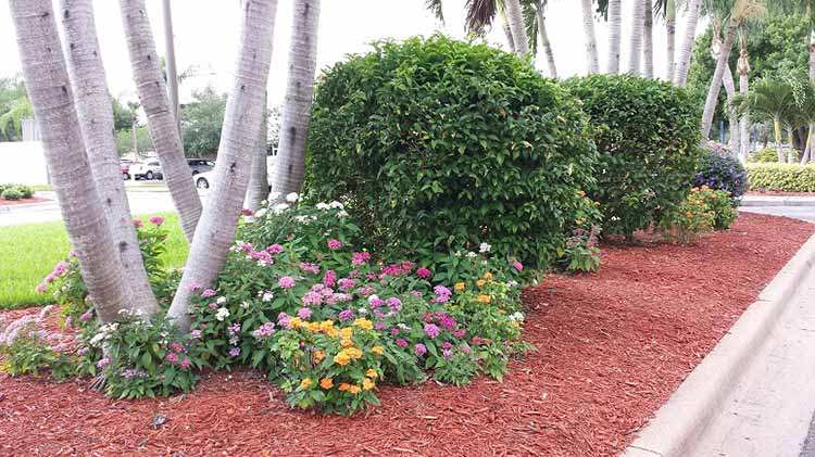 Big Bush Landscaping — Fort Myers, FL — Island Coast Lawn & Landscaping, Inc.