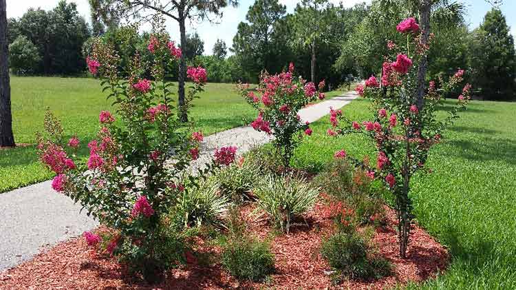 Bush Landscaping Style — Fort Myers, FL — Island Coast Lawn & Landscaping, Inc.