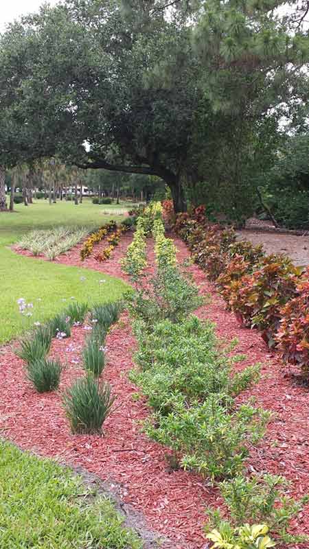 Trees and Landscaping — Fort Myers, FL — Island Coast Lawn & Landscaping, Inc.