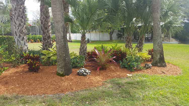 Landscaping Trees Style — Fort Myers, FL — Island Coast Lawn & Landscaping, Inc.