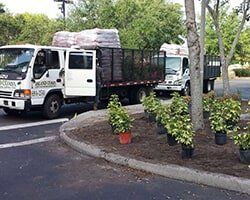 Seasonal Plants — Fort Myers, FL — Island Coast Lawn & Landscaping, Inc.