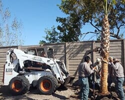 Tree Planting — Fort Myers, FL — Island Coast Lawn & Landscaping, Inc.