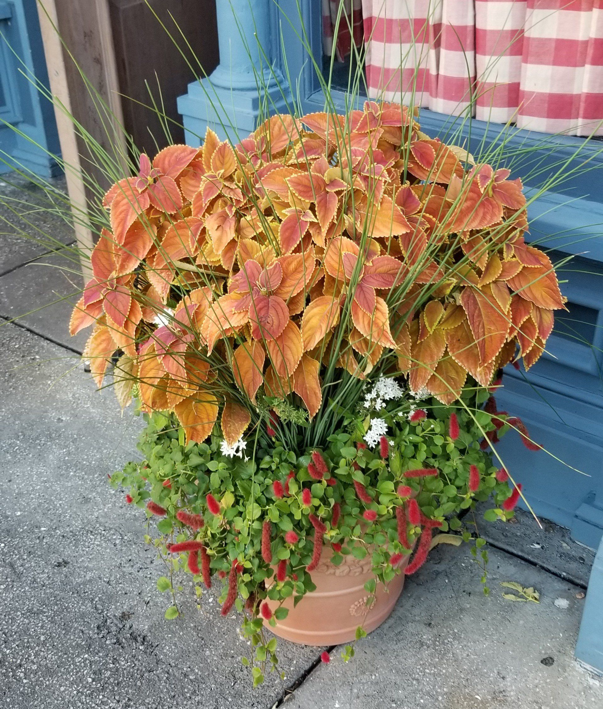 Beautiful Plants on the Vase — Fort Myers, FL — Island Coast Lawn & Landscaping, Inc.