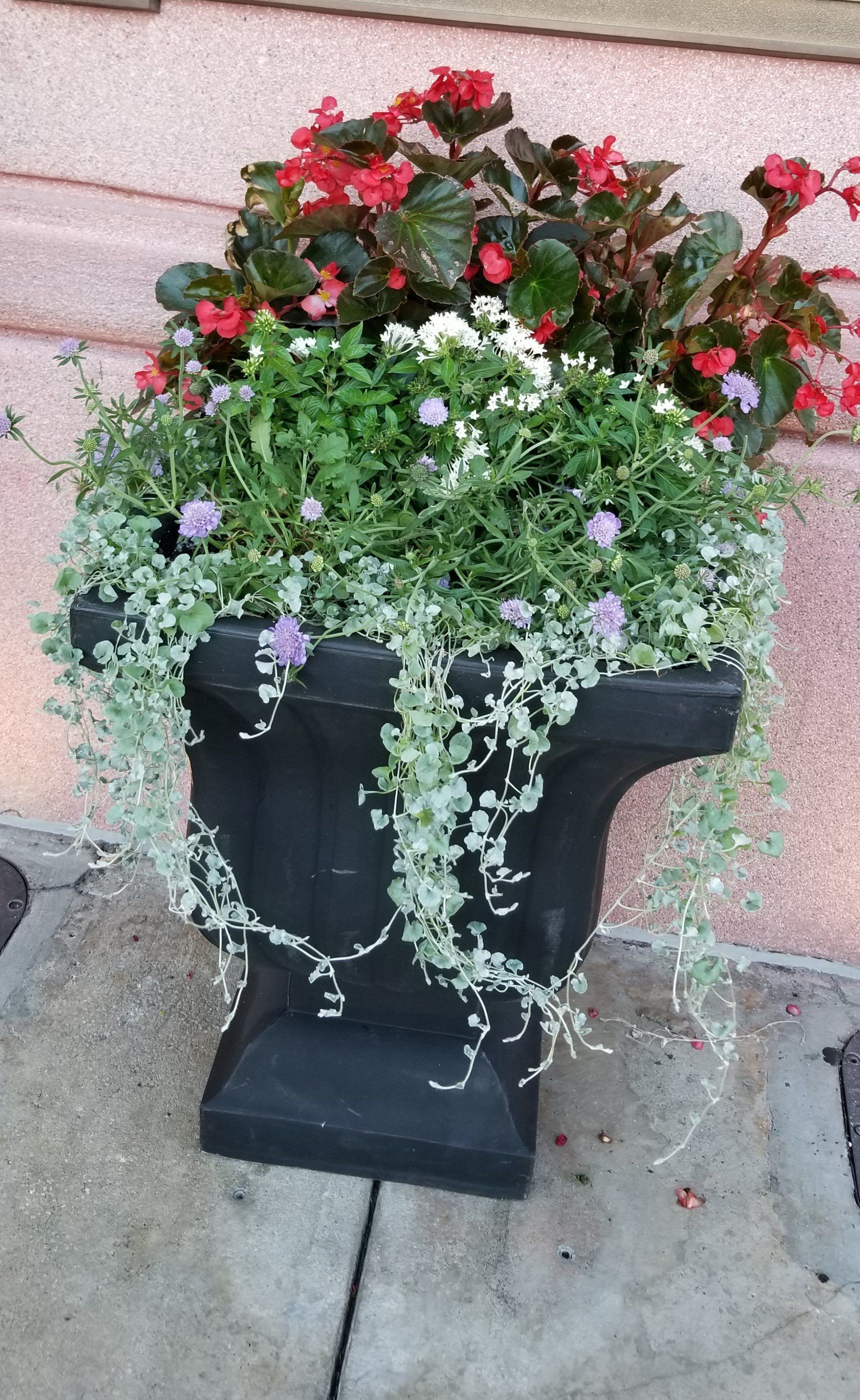 Bush Plants and Flowers — Fort Myers, FL — Island Coast Lawn & Landscaping, Inc.