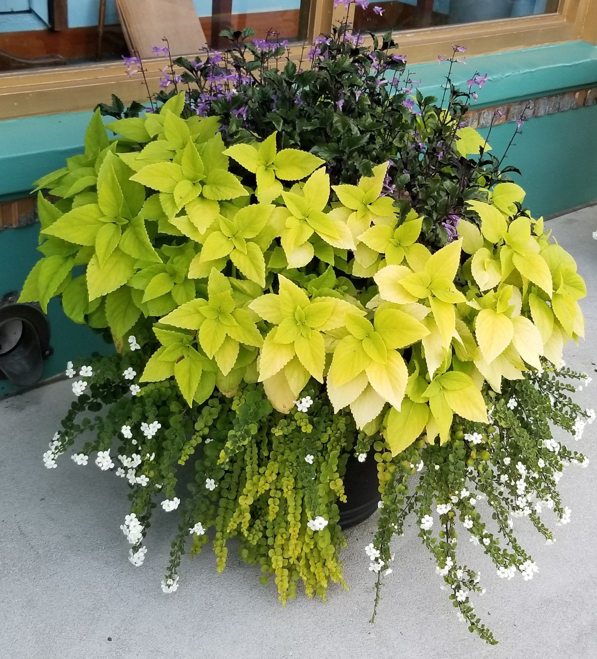 Yellow Green Plant — Fort Myers, FL — Island Coast Lawn & Landscaping, Inc.