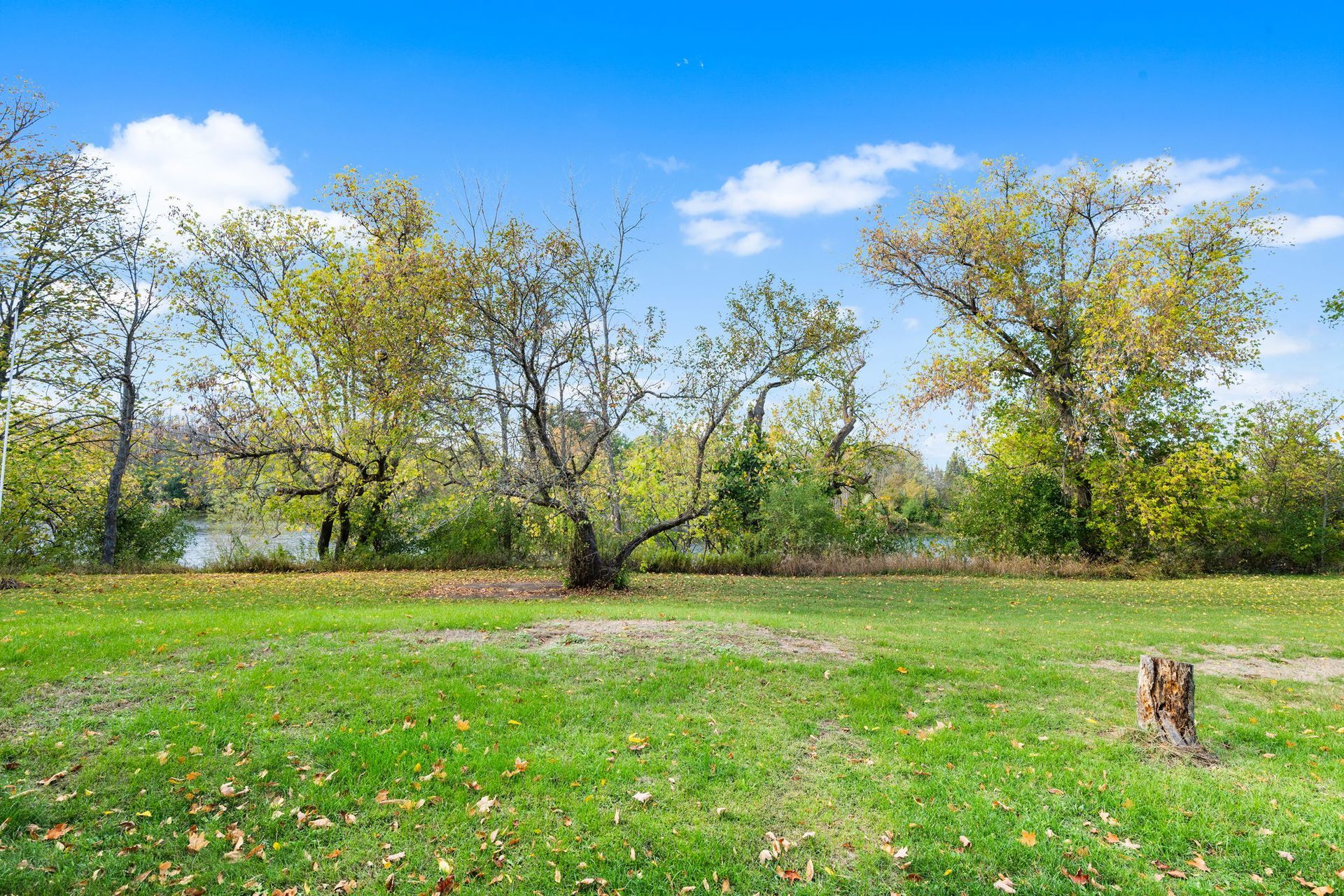 Lush green field with trees and a blue sky with clouds. A tree stump is on the right.