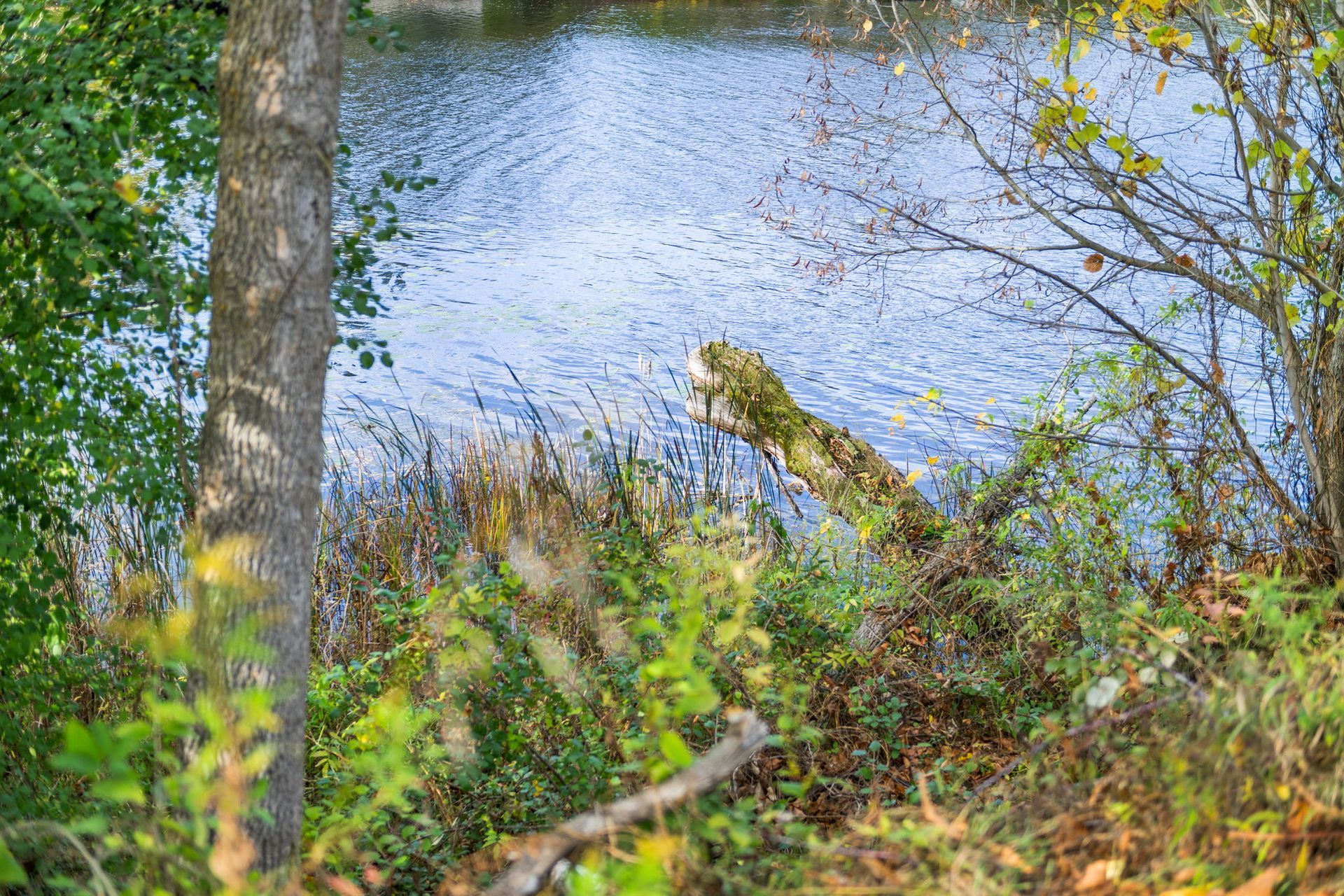 View of a blue lake surrounded by trees and foliage. A log partially rests in the water.