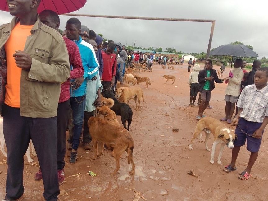 A group of people standing in a field with dogs