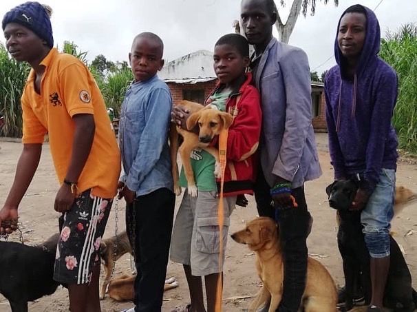a black and white dog with mountains in the background