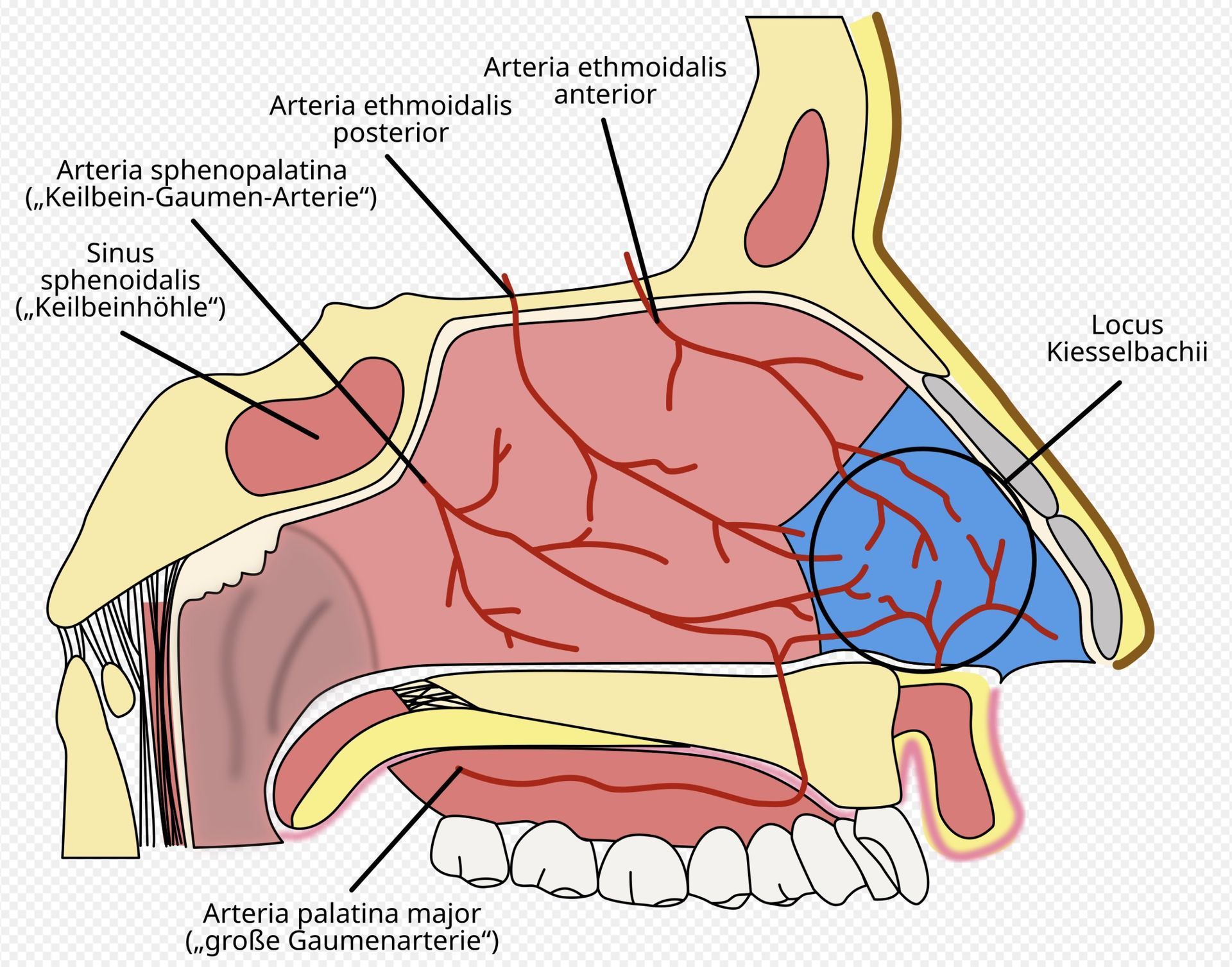 Tvärsnitt av näsan som visar blodkärl, inklusive Kiesselbachs plexus (blå) och deras anatomiska placering.