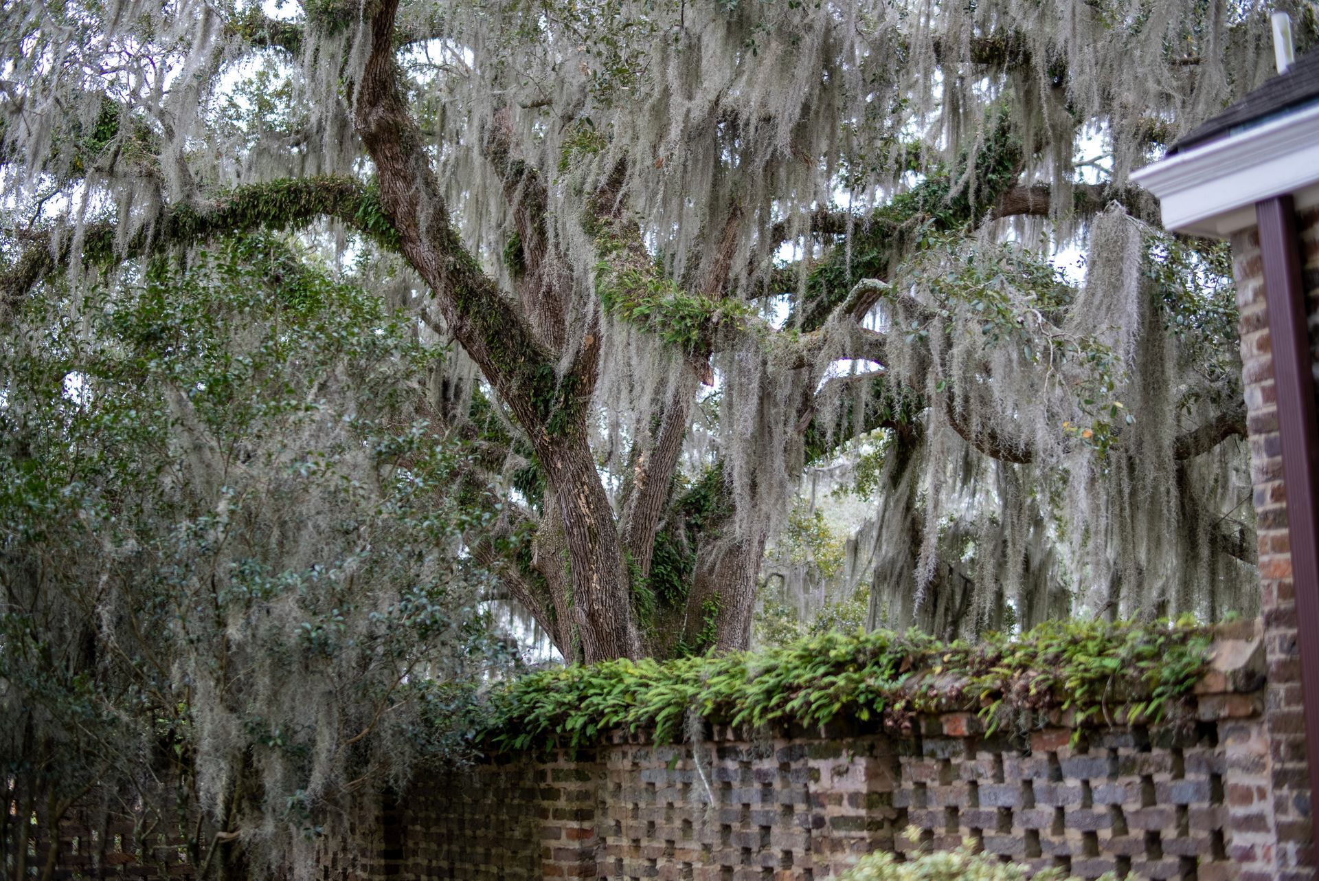 a tree with spanish moss hanging from it is behind a brick wall .