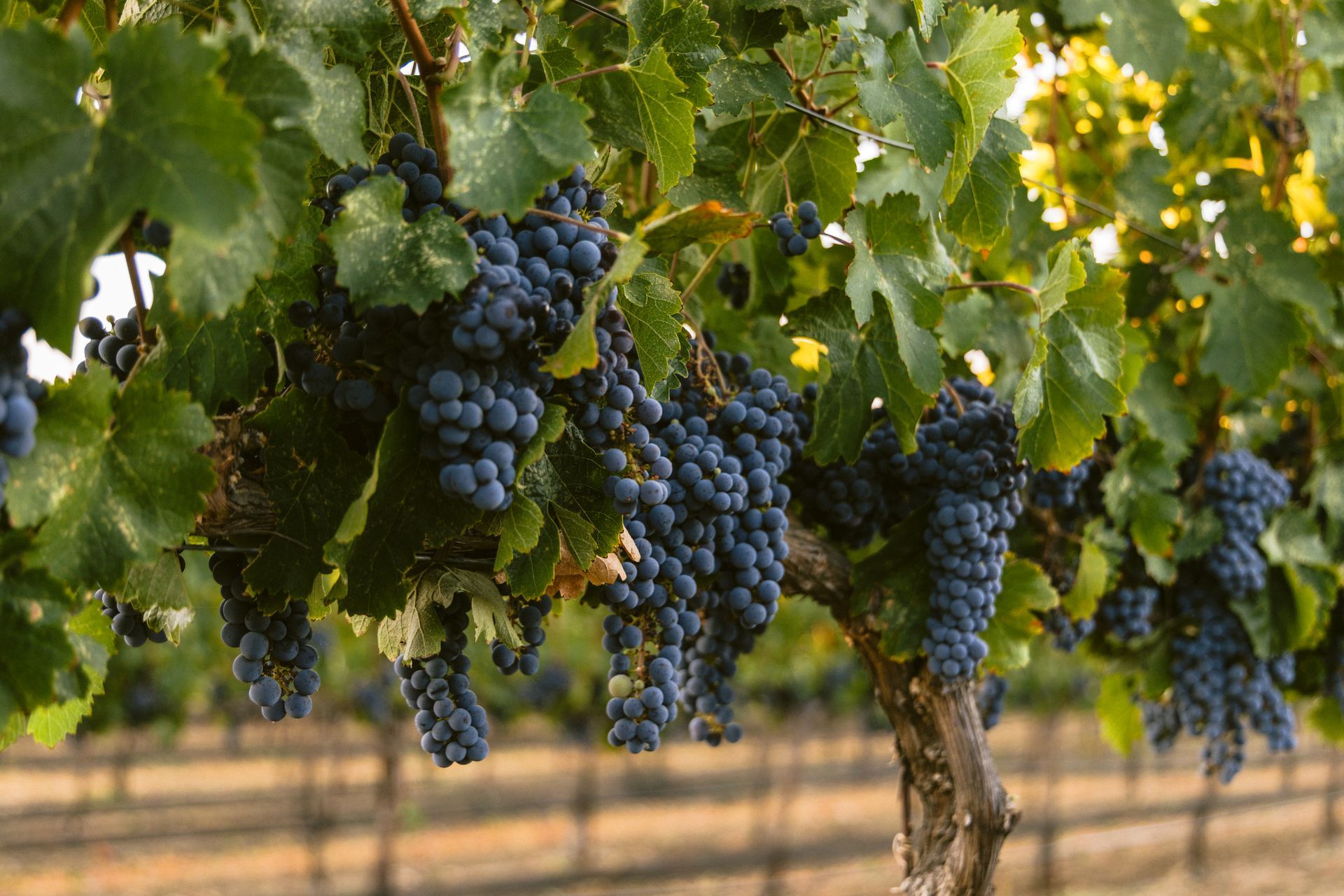 Clusters of dark grapes hanging on vines in a sunlit vineyard