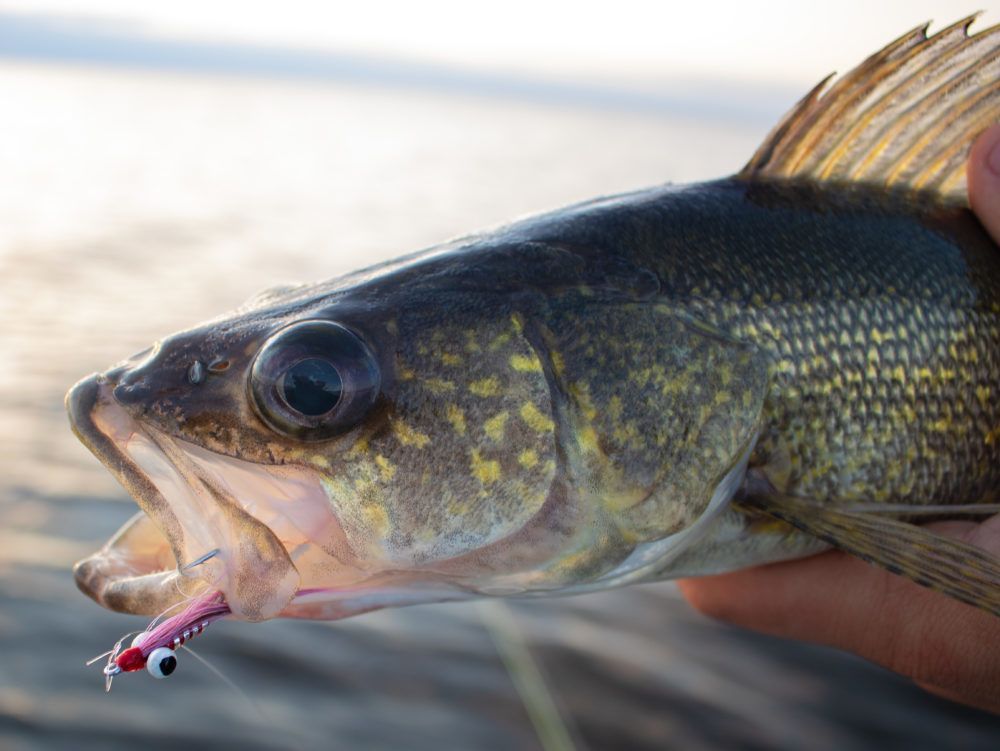 A person is holding a fish with a fly in its mouth.