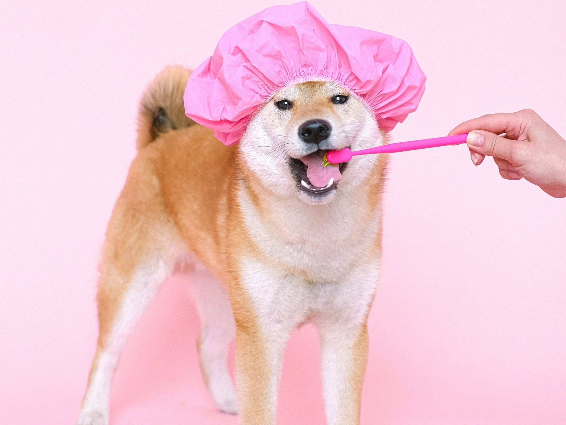 Dog in pink shower cap brushing teeth